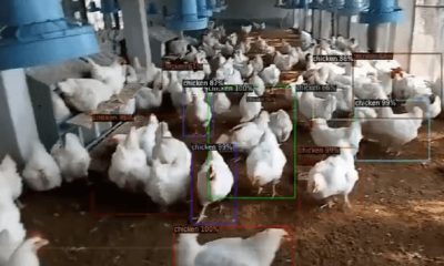 AI for poultry farming