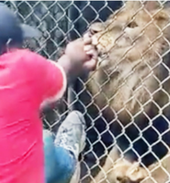 Tourist Films Moment Lion Bites Off Zoo Keeper's Finger