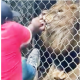 Tourist Films Moment Lion Bites Off Zoo Keeper's Finger