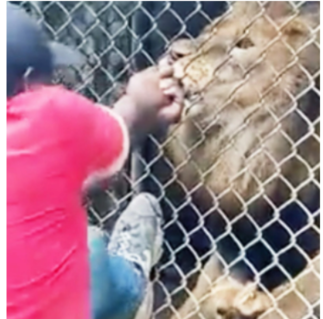Tourist Films Moment Lion Bites Off Zoo Keepers Finger